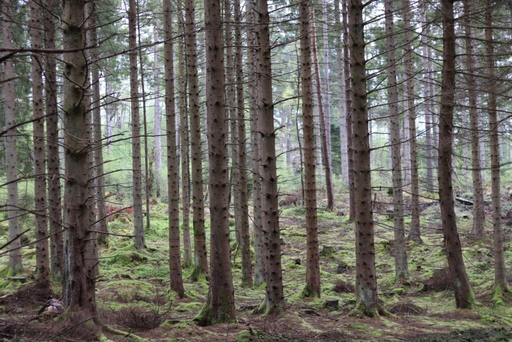 Forêt depuis chemin de randonnée Conic Hill