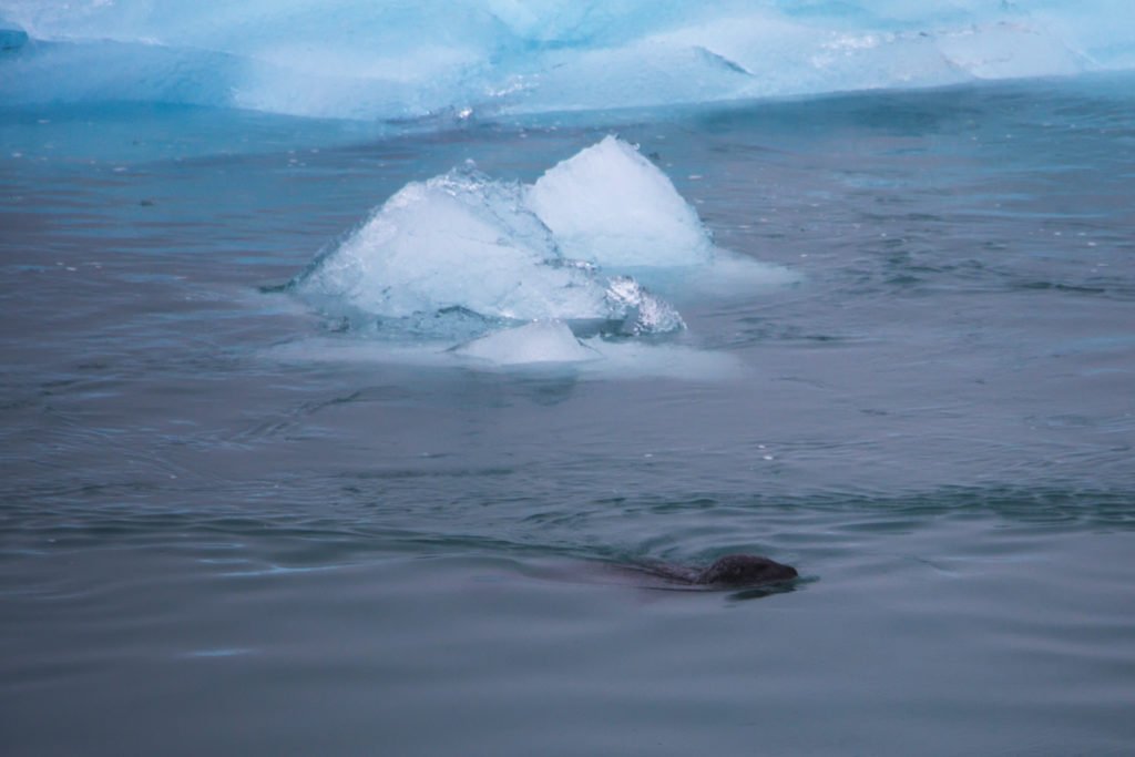 Phoque nageant au milieu des icebergs de Jökulsárlón