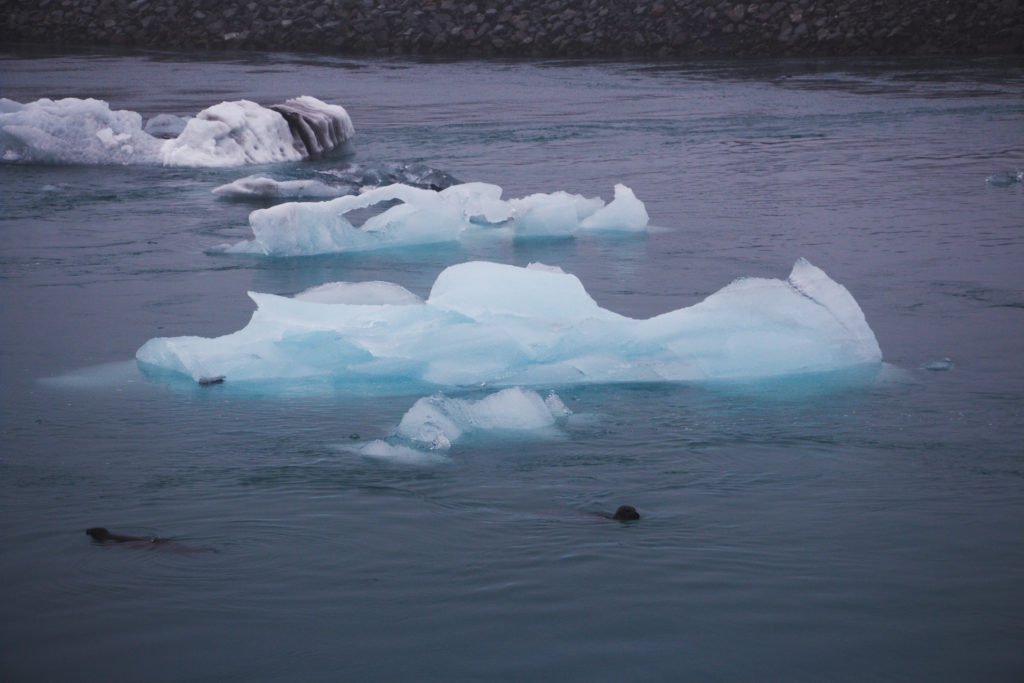 Phoques et icebergs à Jökulsárlón
