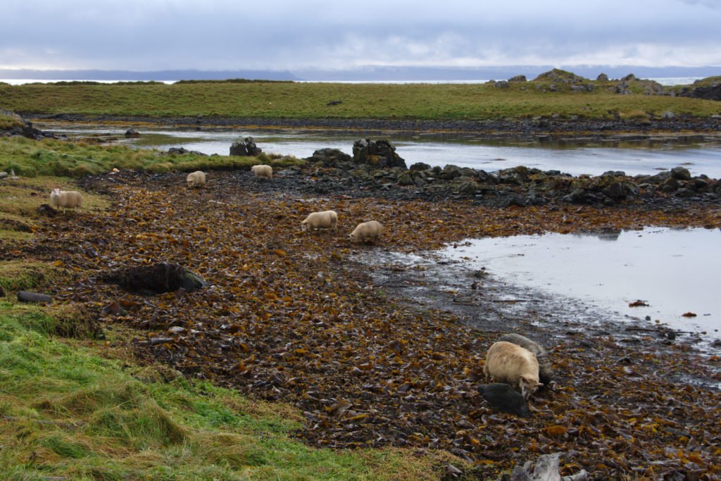 Moutons à Illugastadir sur la côte ouest
