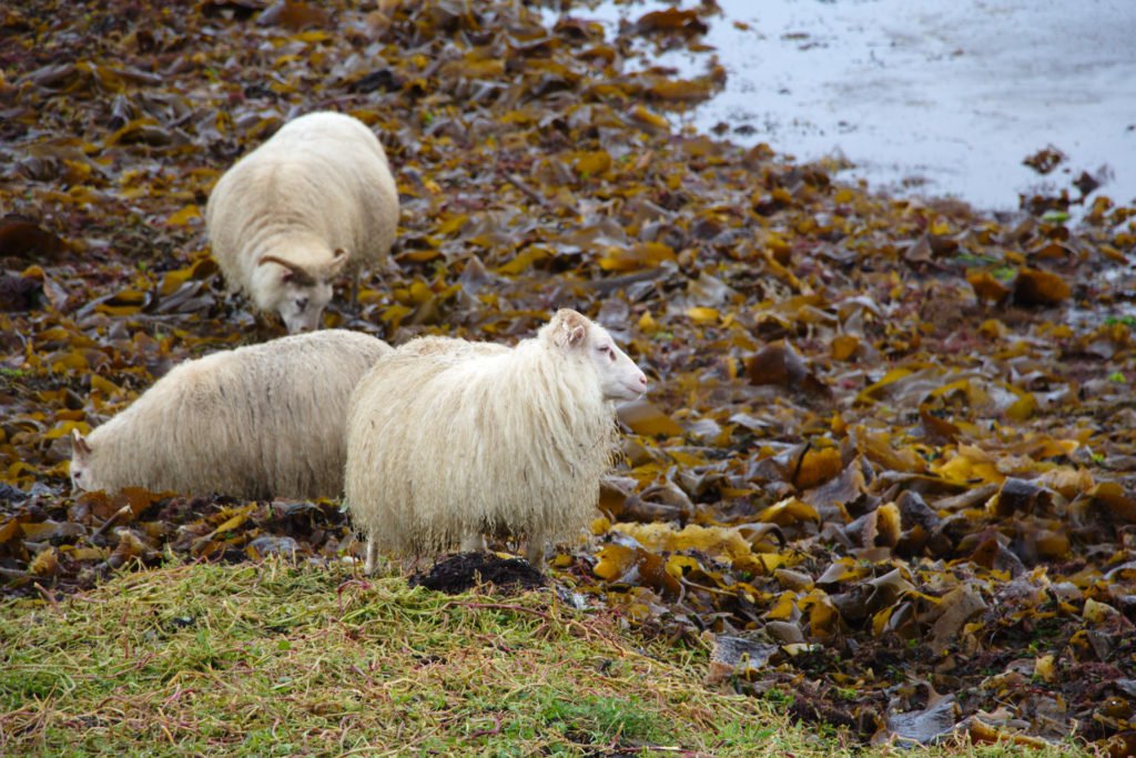 Moutons à Illugastadir sur la côte ouest