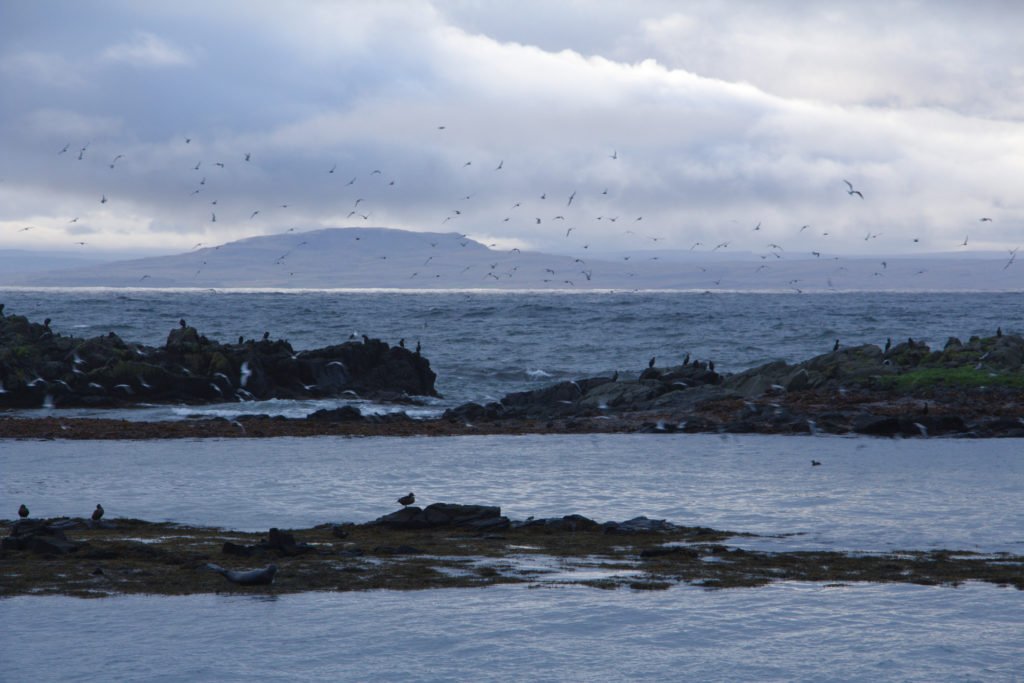 Observation des phoques depuis Illugastadir sur la côte ouest