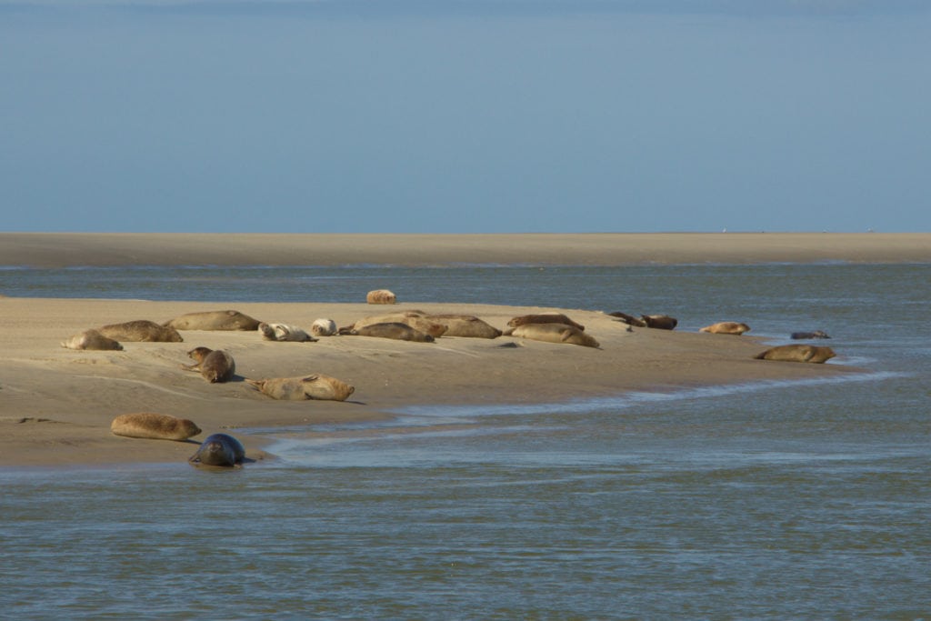 Les phoques de la baie d'Authie à marée basse, sous le Soleil
