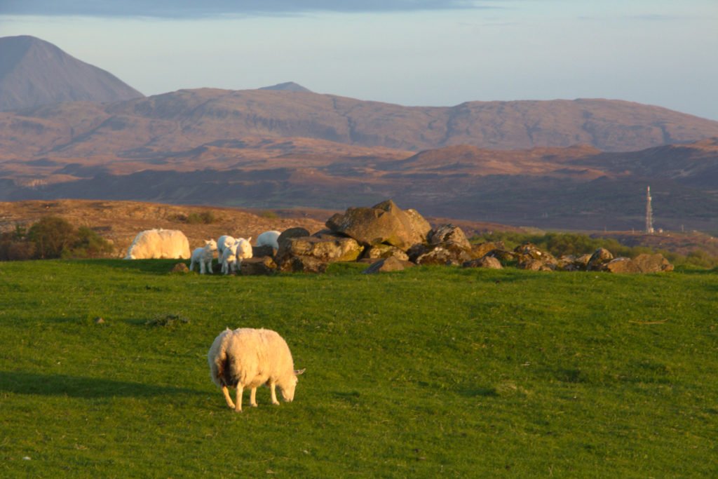 Moutons et agneaux broutant dans un pré à côté du camping de Staffin