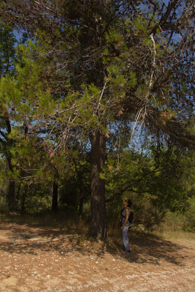 La senteur agréables des pins au Soleil lors d'une randonnée en Provence