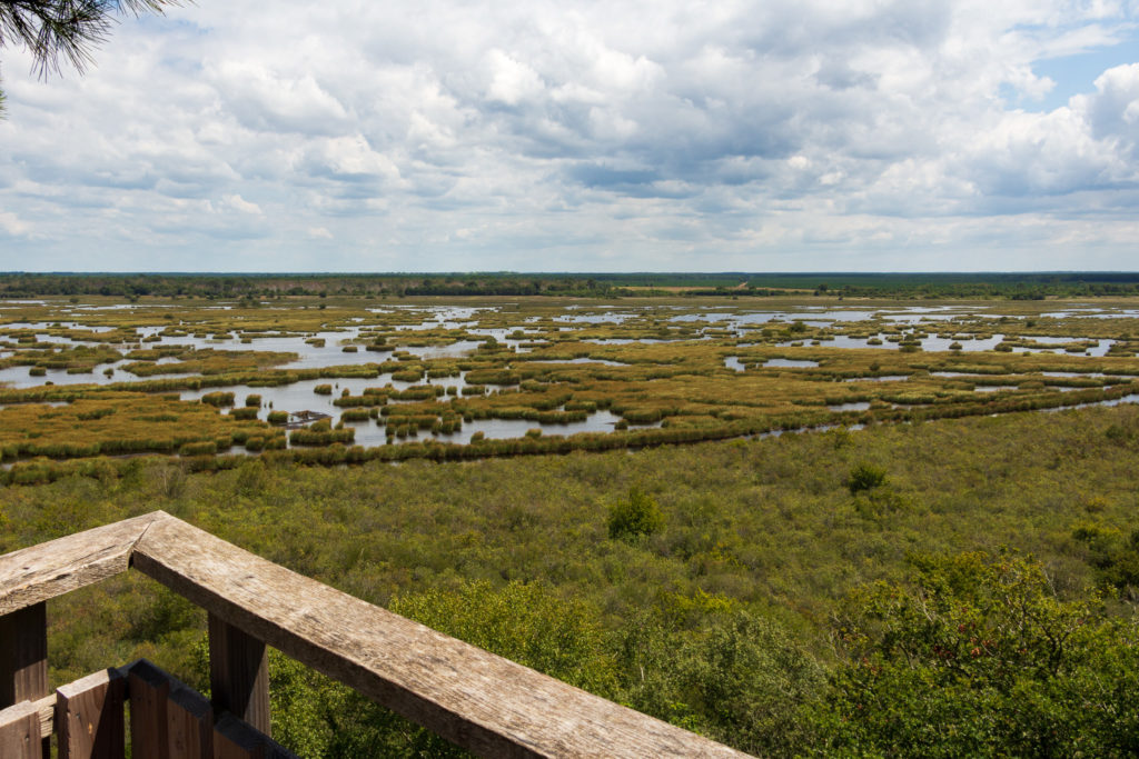 Les marais de la réserve naturelle nationale de l'étang de Cousseau