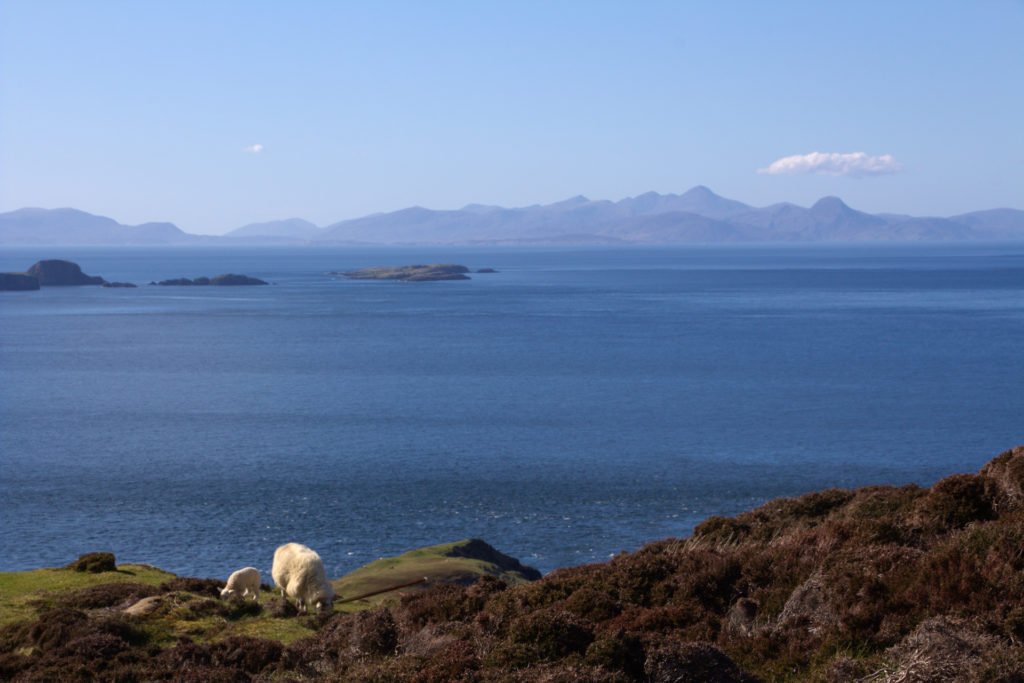 Deux montons broutant en bord de mer sur la côte nord de l'île de Skye