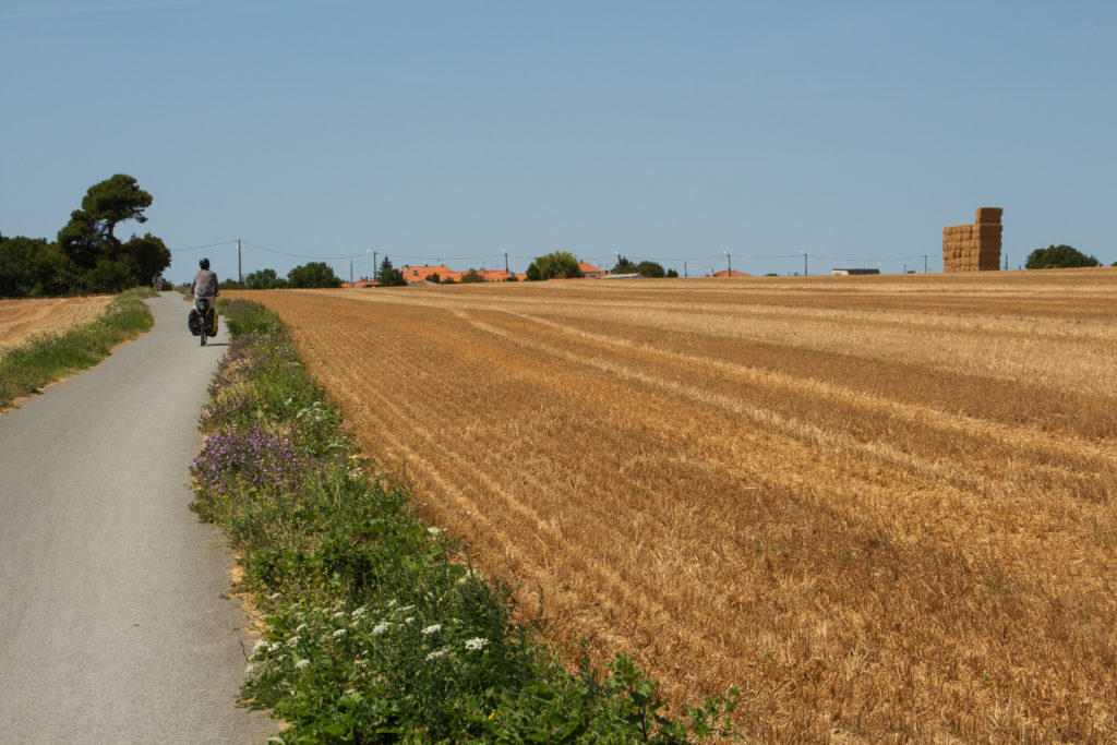 Au bord d'un champ de blé sur la Vélodyssée